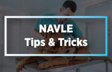 NAVLE Tips & Tricks