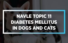 Diabetes Mellitus in Dogs and Cats
