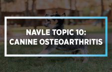 Canine Osteoarthritis