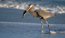 Blue heron in Florida