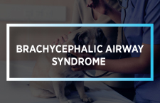 Brachycephalic Airway Syndrome