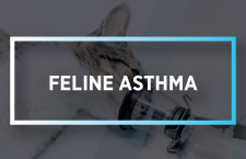 Feline Asthma