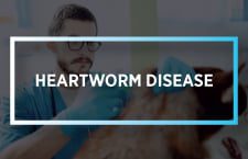 Heartworm Disease