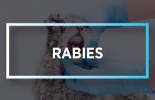 Rabies