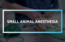 Small Animal Anesthesia